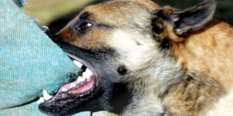 Turist atacat de un câine agresiv în Sângeorz-Băi! Primarul orașului ia măsuri!
