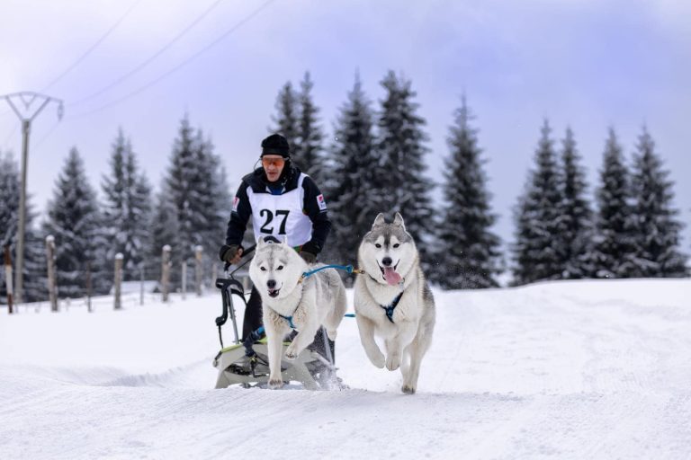 (FOTO) Sfârșit magic de săptămână la Tihuța! Câinii nordici au făcut spectacol la Concursul de Atelaje Canine